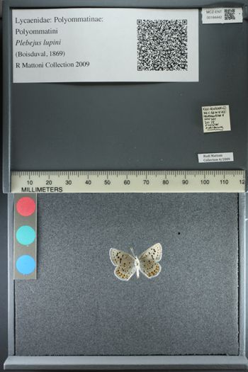 Media type: image;   Entomology 184442